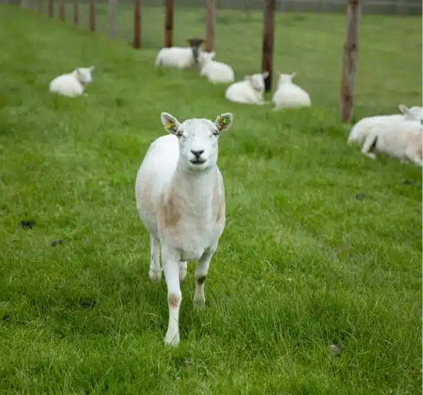 A white sheep stands on green grass facing the camera at Malahide Castle, with several other sheep lying down near a wire fence in the background.