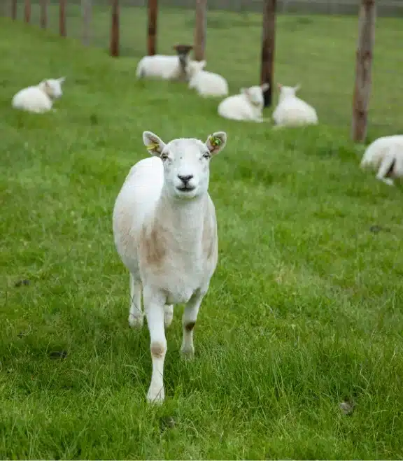 A white sheep stands on green grass facing the camera, with several other sheep resting near a wooden fence in the background. The lush, enclosed field is reminiscent of the pastoral landscapes around Malahide Castle.