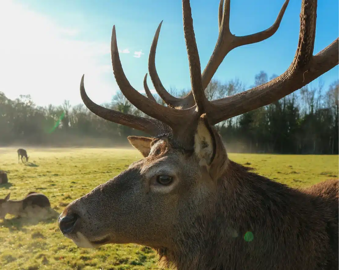 Close-up of a stag with large antlers standing in a sunlit meadow. Another deer grazes in the background, with trees and a misty morning sky completing the scene.