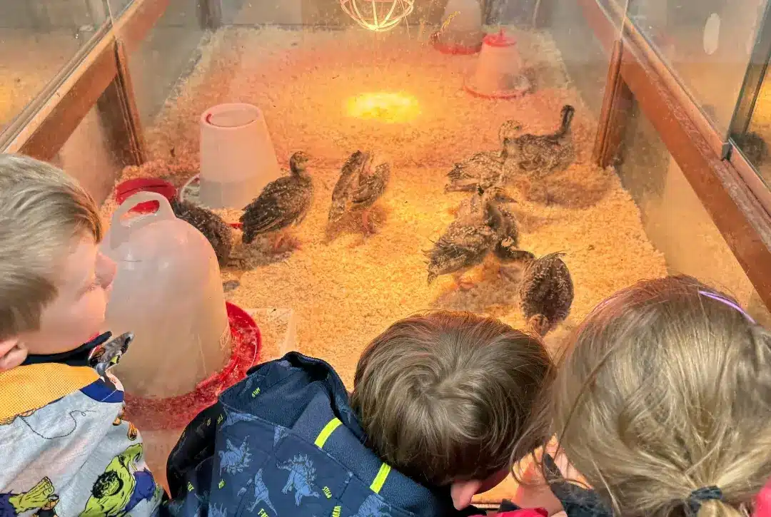 Three children watch baby chicks inside a glass enclosure with heat lamps and wood shavings, leaning in closely to observe.