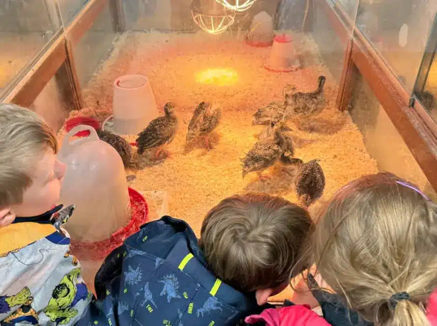 Three children watch baby chicks inside a glass enclosure with heat lamps and wood shavings, leaning in closely to observe.
