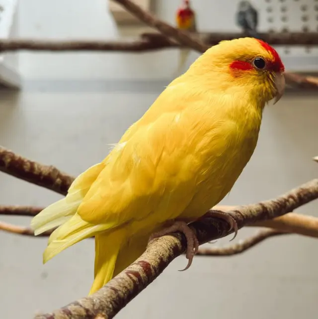 Just a little ray of sunshine! ☀️💛🐦

This golden beauty is one of the many feathered friends you’ll find in our Aviary at Newbridge House & Farm. 🌿🏡 

Don’t forget to stop by and say hello on your next visit! 📍🦜✨

#NewbridgeHouse #NewbridgeFarm #VisitIreland #FamilyDayOut #MeetTheAnimals #FeatheredFriends #IrishHeritage #FarmLifeFun #NatureLovers #DublinDaysOut #VisitDublin