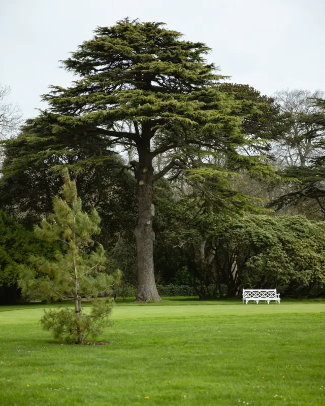 🌳 Quiet moments, open spaces, and timeless trees...

Take a breath and enjoy the beauty of the parkland at Newbridge House. 🌿

#NewbridgeHouse #ParklandViews #NatureEscape #HiddenIreland #IrishHeritage