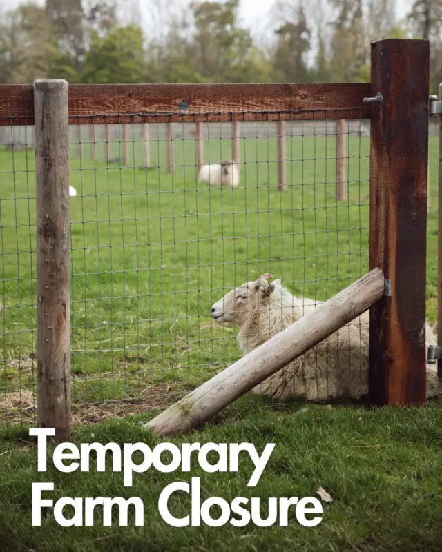 🐑 Farm Temporarily Closed - House Still Open! 🐑

Newbridge Farm will be temporarily closed from Monday, June 30th to Thursday, 10th July, to allow for the build and breakdown of this year’s Flavours of Fingal festival.

🌿 But don’t worry - house tours will remain open throughout, offering a wonderful indoor experience while the farm prepares for the festivities ahead.

✨ Why not make the most of this weekend and stop by the farm? We’d love to see you!

Plan your visit here: https://newbridgehouseandfarm.com/getting-here/

#NewbridgeHouse #FarmUpdate #FlavoursOfFingal #FamilyFun #DublinDaysOut #FarmLife #HistoricHouse #VisitFingal