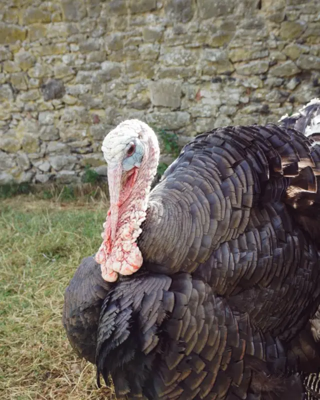 🦃 This turkey has opinions. 🐑 The sheep’s rocking four horns like it’s no big deal. 🐔 And the chicken? Basically a walking feather boa.

It’s all happening at Newbridge House and Farm this weekend - where the animals have more attitude than a Saturday morning without coffee 😄

Perfect for curious children, tired parents, and anyone who could use some fresh air and fluffy chaos.

📍 Plan your visit now: https://newbridgehouseandfarm.com

#NewbridgeHouseAndFarm #FamilyAdventure #WeekendPlansSorted #FarmLifeWithAttitude #VisitDublin #FamilyDayOut #VisitDublin