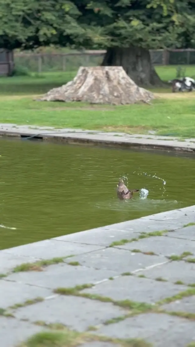 🦆 Have you met our synchronized duck?!🤣

This little feathered friend is putting on a show you won’t want to miss!🌟 💁‍♂️💦

There’s never a dull moment at Newbridge House and Farm - whether it’s tree-hopping goats, drama queen ducks, or just the peaceful charm of the park. 🐐🌳

Come meet the characters… and maybe do your own splashy spin. 🦆🐖🐑🦙🐓

📍Open every day – we’re waiting!

#DuckTales #NewbridgeHouseAndFarm #VisitDublin #FamilyFun #QuackLife #FarmVibes #DaysOutInIreland #FamilyDayOut
