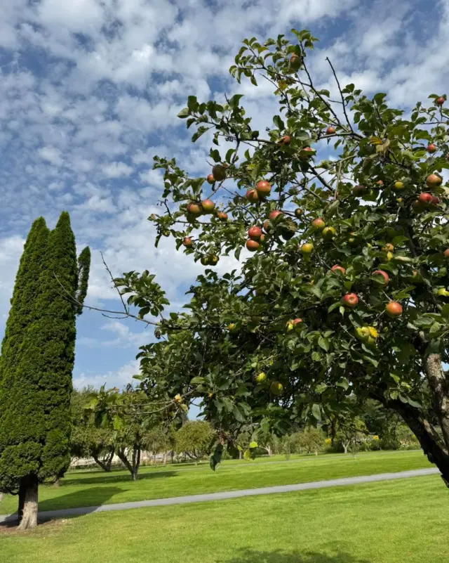The walled garden is showing its autumn colours 🍎✨ Crisp apples hanging under soft August skies - nature’s sweetest sign that the seasons are turning. 🍂

#NewbridgeHouseAndFarm #WalledGarden #AppleTree #AppleSeason #CountrysideCharm #NatureLovers #IrelandTravel #DiscoverIreland #LoveIreland #AutumnVibes #IrishHeritage #VisitIreland #IrishGardens