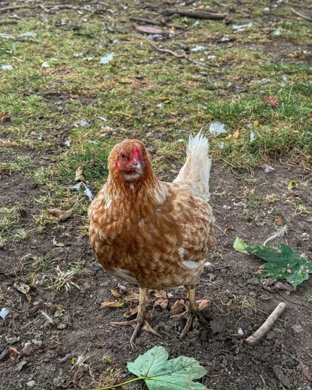 ✨ There’s always someone curious waiting to say hello 🐓🌿 

Come and enjoy a day on the farm. Book here ✨👉 https://newbridgehouseandfarm.com/farm/

#FarmLife #FamilyDayOut #ExploreDublin #FarmAnimals #NewbridgeHouse #FarmFun #DayTripIdeas #NatureLovers #DiscoverIreland #FamilyAdventure #CountryEscape #FarmyardFriends #VisitDublin