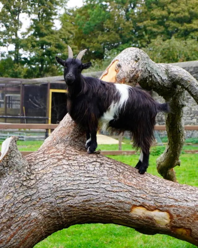 🐐 Guess who’s climbing back into action?

After a spooky Pumpkins After Dark, the farm is reopening tomorrow and our animals can’t wait to see you again! ✨

Enjoy a day surrounded by nature, meet our friendly goats, and explore the beautiful estate. 🌳

#NewbridgeHouseAndFarm #WeekendVibes #DublinDaysOut #VisitDublin #LoveFingal #FamilyFun