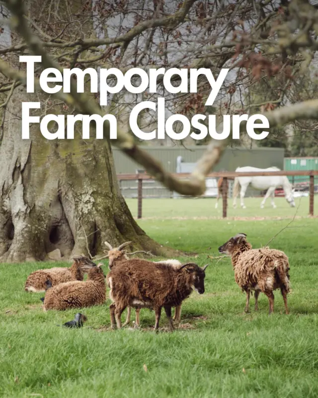 🎄 Important Notice 🎄

The farm is closed on Friday, 12th December and Friday, 19th December as we host Sensory Santa sessions.

Thank you for your support and understanding 💚

#FarmUpdate #FarmClosure #SensorySanta #FamilyFriendly #InclusiveEvents #ChristmasAtTheFarm #LocalAttractions #NewbridgeHouseAndFarm #FestiveSeason