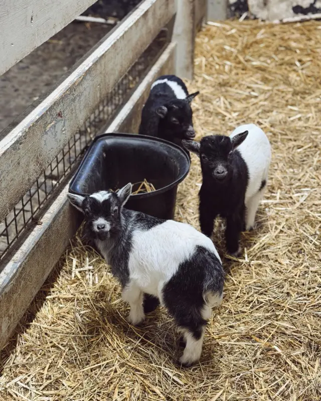 Weekend plans sorted 🐐💛

Our baby goats have officially arrived and are busy practising their bouncing, posing and general mischief-making 🤍✨

Come meet the fluffiest members of Newbridge Farm and enjoy a fun day out in the fresh air this weekend 🌿🐐

#NewbridgeFarm #BabyGoats #WeekendPlans #FamilyDayOut #VisitDublin #ThingsToDoInDublin #FarmLife