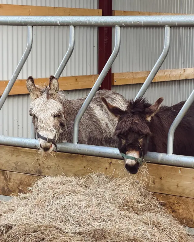 Hay there! 👋🫏

Snack time is serious business around here 🫏🌾

Come meet our donkeys and their farmyard friends at Newbridge House & Farm 🥰

#NewbridgeHouseAndFarm #IrishFarm #VisitDublin #FamilyDayOut #ThingsToDoWithKids #DonkeyLove #FarmAnimals #CountrysideEscape #DiscoverIreland