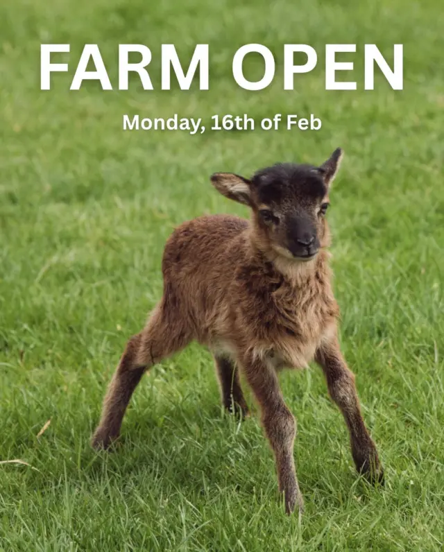 🌿 We’re Open This Monday – Farm Only! 🌿

Looking for something simple, wholesome and outdoorsy this midterm?

The Farm will be open on Monday, 16th February (please note: no house tours on this day).

It’s the perfect chance to:
🐑 Meet our adorable newborn animals
🌱 Get the kids out in the fresh air
🚜 Enjoy a relaxed stroll around the farm
🌼 Make easy, happy family memories

Schools are on break, so why not swap screens for green fields and let little ones experience farm life up close?

Bundle up, bring the wellies and come say hello to our newest arrivals 💚

Plan your visit here: Getting Here - Newbridge House & Farm

#NewbridgeHouseAndFarm #FamilyDayOut #MidtermBreak #DublinWithKids #FarmLife #FreshAirFun