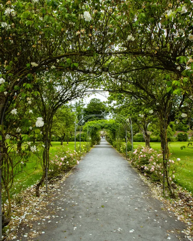 The air at @NewbridgeHouse is finally changing. 🌸

 You can smell the cherry blossoms before you even see them! 

With Easter just around the corner and the Walled Garden beginning to bloom, summer feels closer than ever. 

There’s no better place to watch the seasons shift. 🌿✨

#NewbridgeHouse #Donabate #WalledGarden #SpringInIreland #CanSmellSummer #CherryBlossomSeason #DublinDaysOut #ExploreFingal