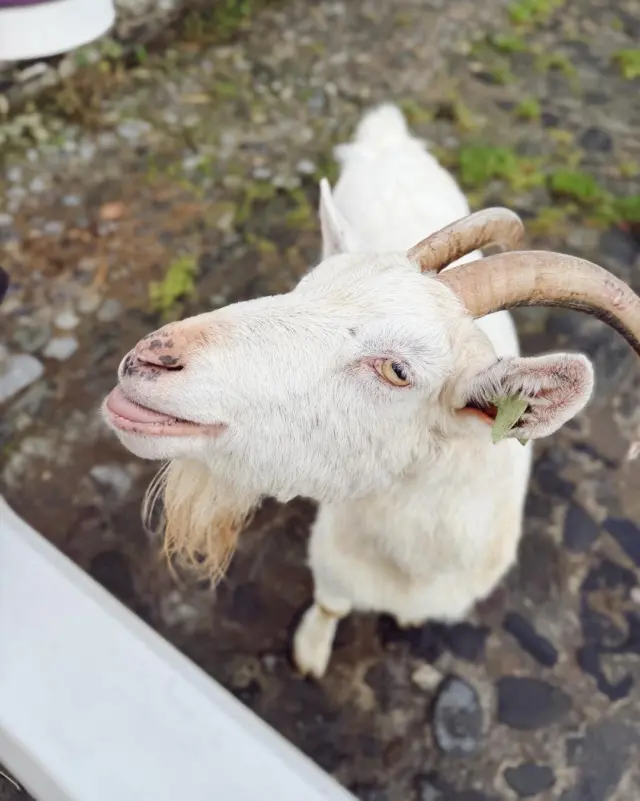 Serving farmyard sass since birth. 🐐✨🌾

#FarmLife #NewbridgeHouseAndFarm  #GoatLife #SassySinceBirth #RuralLife #CountryLiving #FarmVisit #GoatAttitude