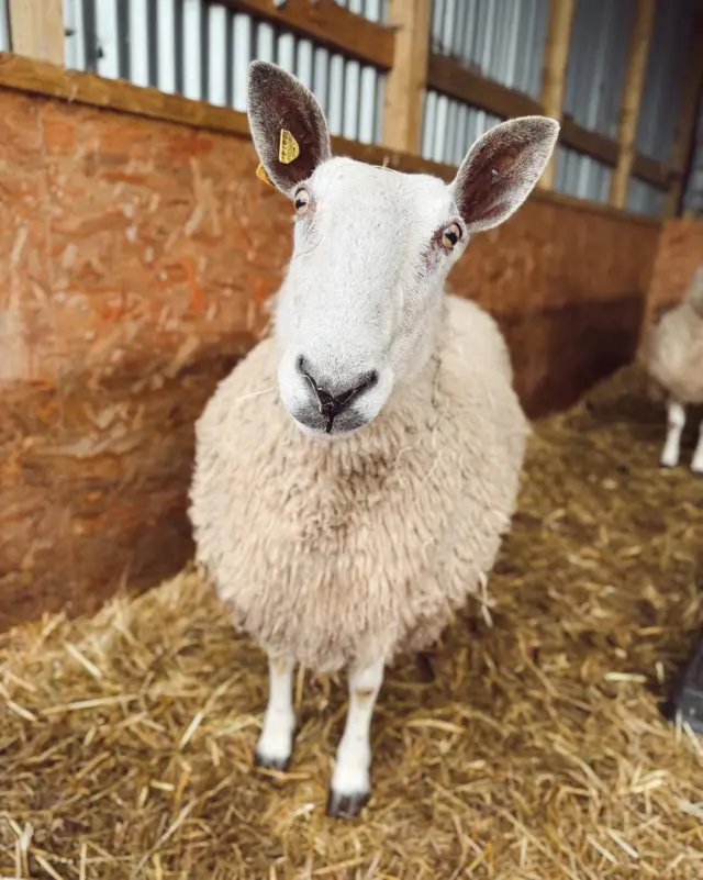 🐣 Spring has Sprung on the Farm!🐑✨

We couldn’t resist sharing this face! Whether it’s a curious glance from a calf or a playful hop from a lamb, our animals are officially ready to welcome you for the Easter Holidays.

If you’re looking for the perfect family day out, look no further. The farm is bursting with new life, and there is so much to see and do:

Meet the New Arrivals: It’s baby season! Come and spot our brand-new lambs, calves, and chicks as they take their first wobbling steps.

Spring Walks: Enjoy the fresh air and the beautiful scenery as the countryside wakes up for the season.

 Learn all about life on the farm and get up close with your favorite furry friends.

There is truly nothing more "beguiling" than a Newbridge House and Farm spring morning. Grab your wellies and come make some memories with us!

📍 Plan Your Visit over the Easter School Holidays

Tickets: https://bookings.newbridgehouseandfarm.com/Home

#NewbridgeHouseAndFarm #EasterHolidays #FarmLife #SpringArrivals #FamilyDayOut #BabyAnimals #EasterFun #SchoolsOut #ExploreFingal