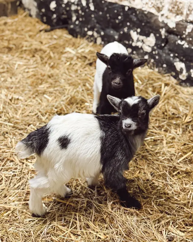 Springtime at the farm means one very special thing… baby animals! 🐐🌼🌿

Our beautiful newborns have arrived and they are ready to meet their visitors 🖤🤍✨

Bring the family to Newbridge House & Farm this weekend and say hello to our newest little residents 🐾💛🌾

#NewbridgeHouseAndFarm #VisitDublin #FamilyDayOut #ThingsToDoInDublin #FarmLife #BabyAnimals #SpringOnTheFarm #WeekendPlans