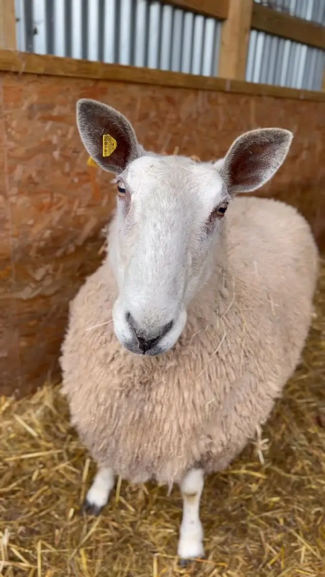 There’s always someone waiting to say hello at Newbridge Farm 🐐🐑🐓🐰

From curious goats to fluffy sheep, cheeky chickens and more - including some adorable newborns - our farm is full of friendly faces ready to meet you.

Why not plan a visit this weekend and say hello to the animals? 🐾

📍 Newbridge House & Farm, Donabate

#NewbridgeHouseAndFarm #FamilyDaysOut #VisitDublin #FarmLife #ThingsToDoInDublin