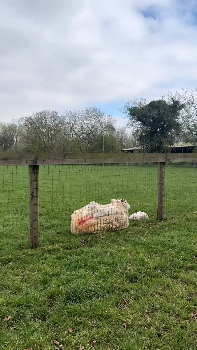 Newbridge Cuties 😍 

Soaking up all the farm cuddles before school's back 🐑

#NewbridgeFarm #ExploreFingal #CuteAnimals