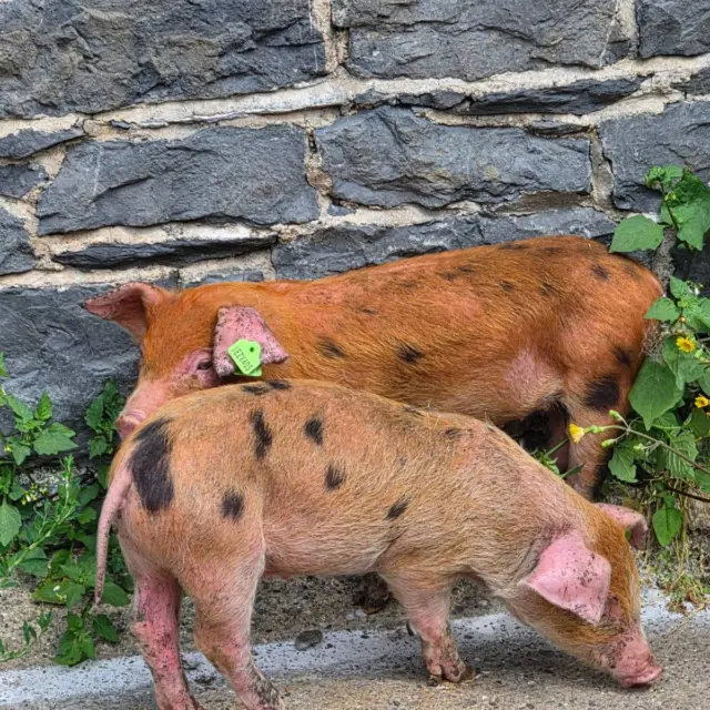 Meet the newest additions to the Newbridge Farm family! 🐷🐷

We are absolutely thrilled to welcome two adorable piglet sisters to our traditional working farm! At just 6 weeks old, they are settling in beautifully and have already stolen our hearts.

But there’s just one problem... they don't have names yet!

That’s where you come in. We are hosting a Naming Competition!

 Put your thinking caps on and drop your best name suggestions for this dynamic duo in the comments below. 👇

To enter:
1️⃣ Like this post ❤️
2️⃣ Follow NewbridgeHouseAndFarm
3️⃣ Comment your two name suggestions for our piglet sisters!

The winning names will be chosen next week, and the winner will receive a Family Pass to come and visit the girls in person! 🎟️✨

Get commenting and good luck!

#NewbridgeHouseAndFarm #Fingal #TraditionalFarm #Piglets #NamingCompetition #DublinFamilyDays #DiscoverDublin #FarmLife #ExploreFingal