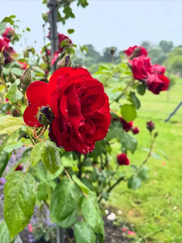 A feast for the senses 🌹🌸🌼🌺🪻

#newbridgehouseandfarm #walledgarden #rosegarden #gardensofireland #visitdublin