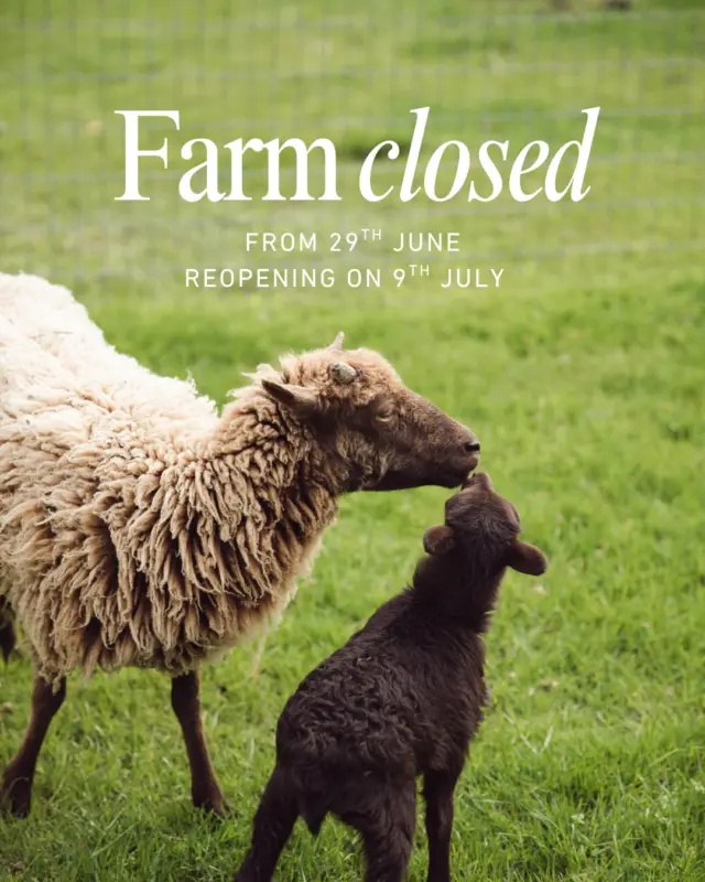 ⚠️ Farm Temporarily Closed – House Still Open! 🏡✨

Please note that Newbridge Farm will be temporarily closed from Monday, 29th June until Thursday, 9th July while we prepare for this year’s Flavours of Fingal Festival 🎉🌾

The closure allows us to safely build and prepare the festival site—but there’s still plenty to enjoy! 💚

🏛️ Our House Tours will continue to run with a special schedule, including a fun Children’s House Tour for our younger visitors! 👨‍👩‍👧‍👦

House Tour Times:
🕙 10am – Regular House Tour
🧒 11am – Children’s House Tour
🕛 12pm – Regular House Tour
🕒 3pm – Regular House Tour
🕓 4pm – Regular House Tour

📍 Plan your visit: newbridgehouseandfarm.com/getting-here/

#newbridgefarm #newbridgehouse