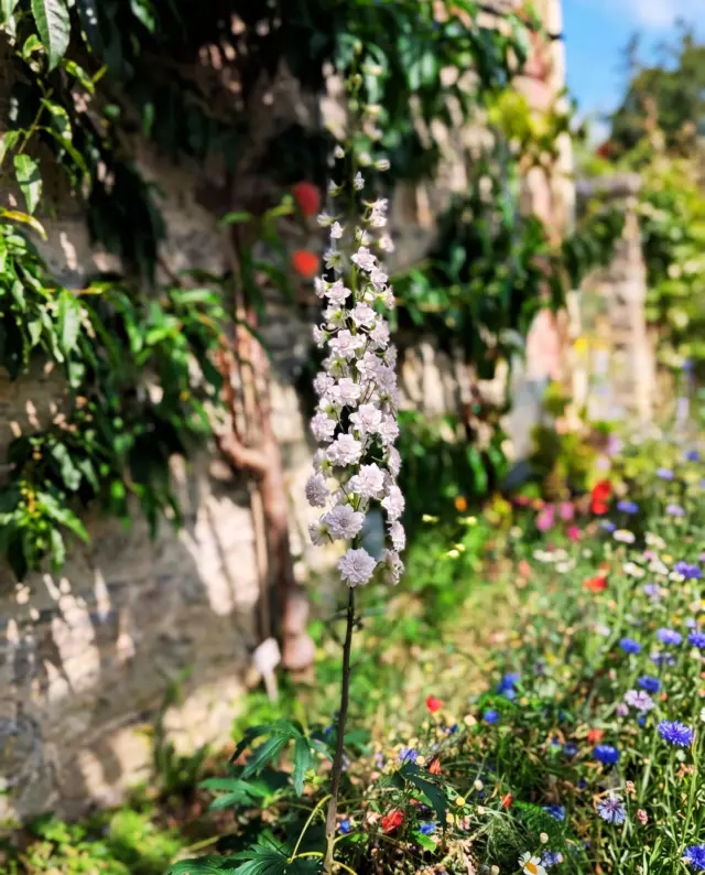Step back 105 years in time with us this Saturday… 🌸📜

105 years ago this Saturday, Eleanor Colville Cobbe was out in the Newbridge Walled Gardens tying up her storm - blown larkspurs after a rainy Irish morning.
🌦️💐

"Gardening after breakfast – tying up larkspur..." 

Excerpts from the diary of Eleanor Colville Corbally (formerly Mrs. Cobbe).

(25 July 1921)

Today, those very same iconic larkspurs are back in bloom at Newbridge!
 Some traditions never fade. 🌿🌸

Drop by the Walled Gardens this weekend to experience a true slice of 1921 history in full bloom.

📍 Newbridge House & Farm, Donabate

#NewbridgeHouse #WalledGardens #IrishHistory #LivingHistory #Larkspur #JulyBirthFlower #DublinGardens #heritageireland #HistoricGardens #ExploreFingal