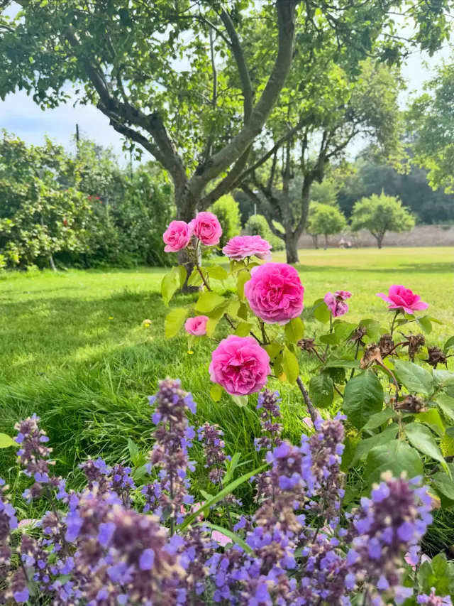 🌸 Nature is putting on quite a show at Newbridge House & Farm!

From colourful blooms to growing fruits and vegetables, every corner of our Walled Garden is bursting with life this summer. Take a stroll, slow down, and enjoy the beauty that grows a little more each day 🌿🍎🌼

This is just a first glimpse of everything the garden has to offer. Over the coming weeks, we’ll be taking you on a journey to explore its different areas, the seasonal produce, and the stories that make this space so special!

A huge thank you to our incredible gardening team: Tiernach, Christy and Andy, whose passion, care and hard work keep the gardens looking so beautiful throughout the seasons.

As you explore, we kindly ask you to help us care for this special place. Please leave the flowers, fruits and vegetables where they are, so every visitor can enjoy them and the gardens can continue to thrive 🫶

Take only photographs, leave only footprints, and let nature do the rest! 📸🌼

#newbridgehouseandfarm #gardensofireland #walledgarden #visitdublin #explorefingal