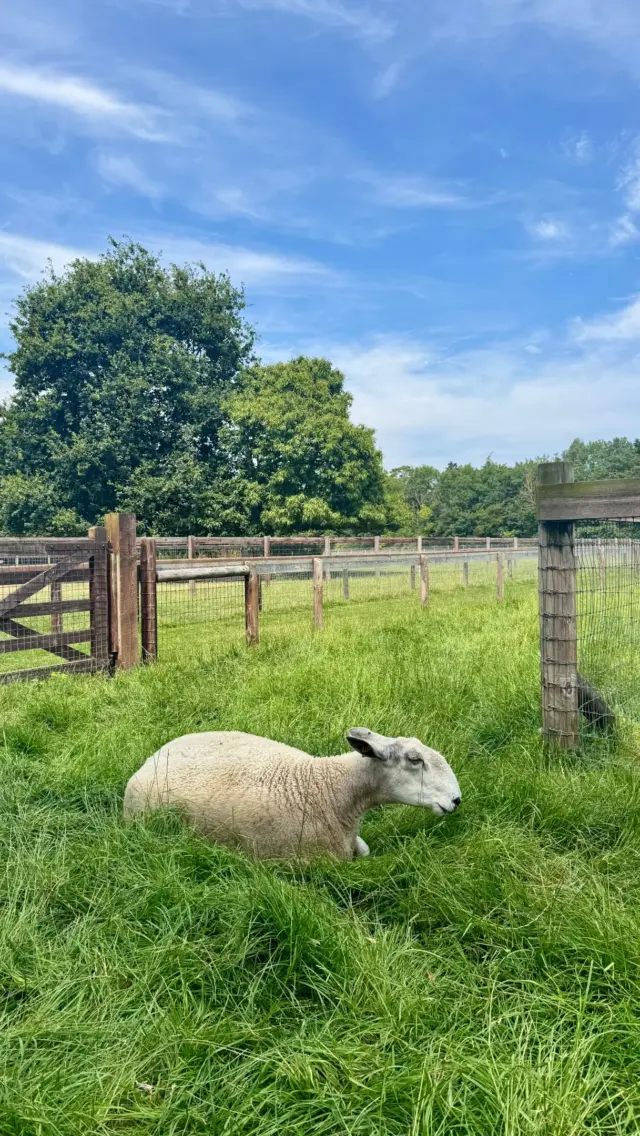 Nap time at the farm 😴

#newbridgehouseandfarm #donabate #visitdublin #farmlife #explorefingal