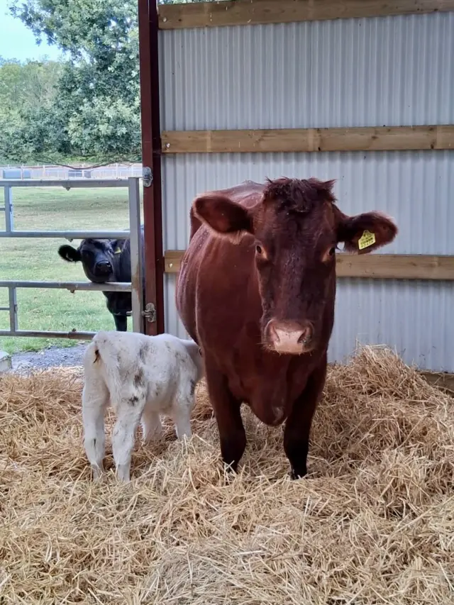🐮✨ We have two very special new arrivals at Newbridge Farm!

We are delighted to welcome two beautiful Bó Riabhach calves to the farm, one of Ireland’s oldest and most endangered native cattle breeds 🇮🇪 

The Bó Riabhach is a critically endangered, ancient native Irish breed of cattle famed for its distinctive brindled coat and deep roots in Gaelic folklore.
 
➡️ Characteristics and Appearance: 
- Coat: Typically red to brown with striking black brindle stripes and small white patches.
- Size: Fully grown cows stand around 135–140 cm tall and are robust in structure.
- Traits: Known as excellent milkers and a hardy, traditional type. 

➡️ The “Borrowing Days” Folklore
The breed is central to the traditional Gaelic concept of Laethanta na Bó Riabhaí (The Days of the Brindled Cow), also known as the “Borrowing Days” (Laethanta na Ciorra). 

✨ The Tale: Legend says an old brindle cow boasted that March’s harshest weather could not kill her. Angered, the month of March borrowed three days from April to unleash a final fierce spell of cold and snow, which famously “skinned” or challenged the boastful cow.

➡️ History and Conservation
- Early Mentions: The Bó Riabhach is referenced in Middle Irish texts dating from 800 A.D. to 1200 A.D.
- Revival: Numbers dwindled drastically over the centuries, dropping to critically low numbers (fewer than 50 to 70 remaining animals). Dedicated conservationists, breeders, and the Bó Riabhach Cattle Society have worked to safeguard the genetic line through genomic analysis and coordinated breeding.

We are so happy to be playing a small part in their story❤️

Come and say hello to our newest residents on your next visit to Newbridge Farm! 🐮🌿

#newbridgehouseandfarm #BoRiabhach #irishbreed #IrishCattle #RareBreeds